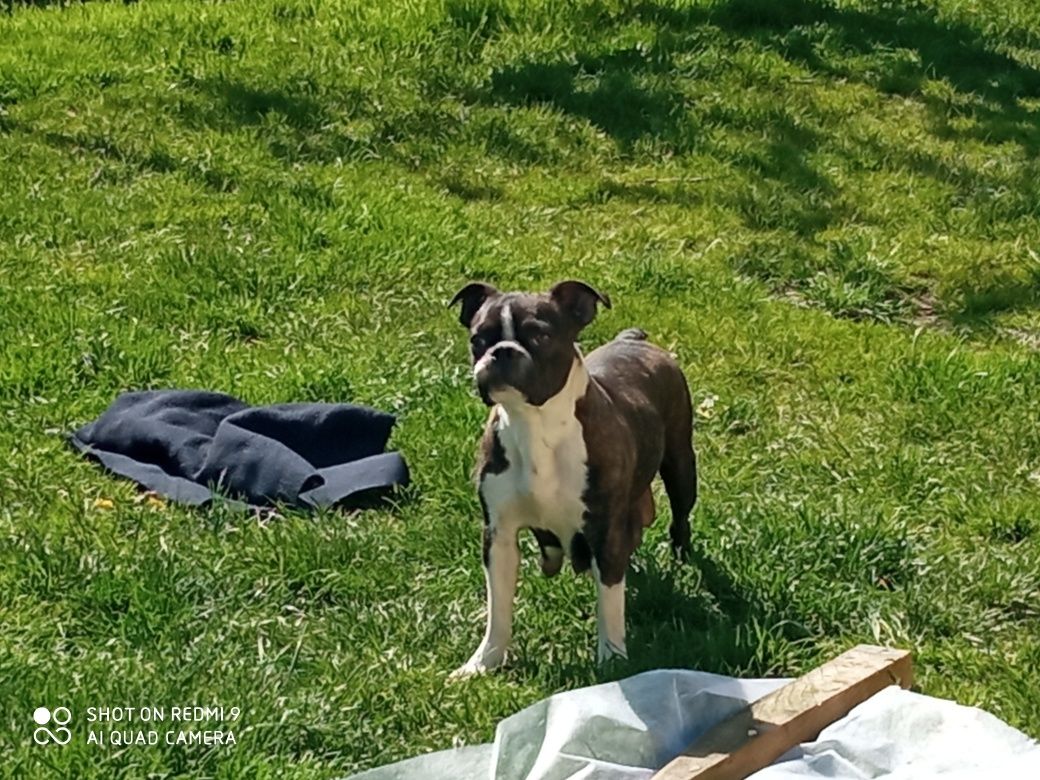 Boston terrier pies