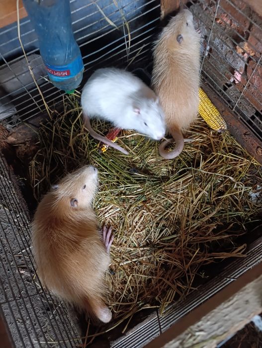 Звірі нутрії молоді