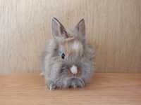 Królik karzełek, królik Teddy