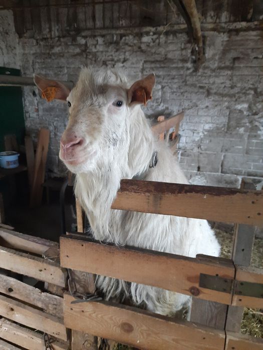 Kozioł saaneński sprzedam lub zamienię