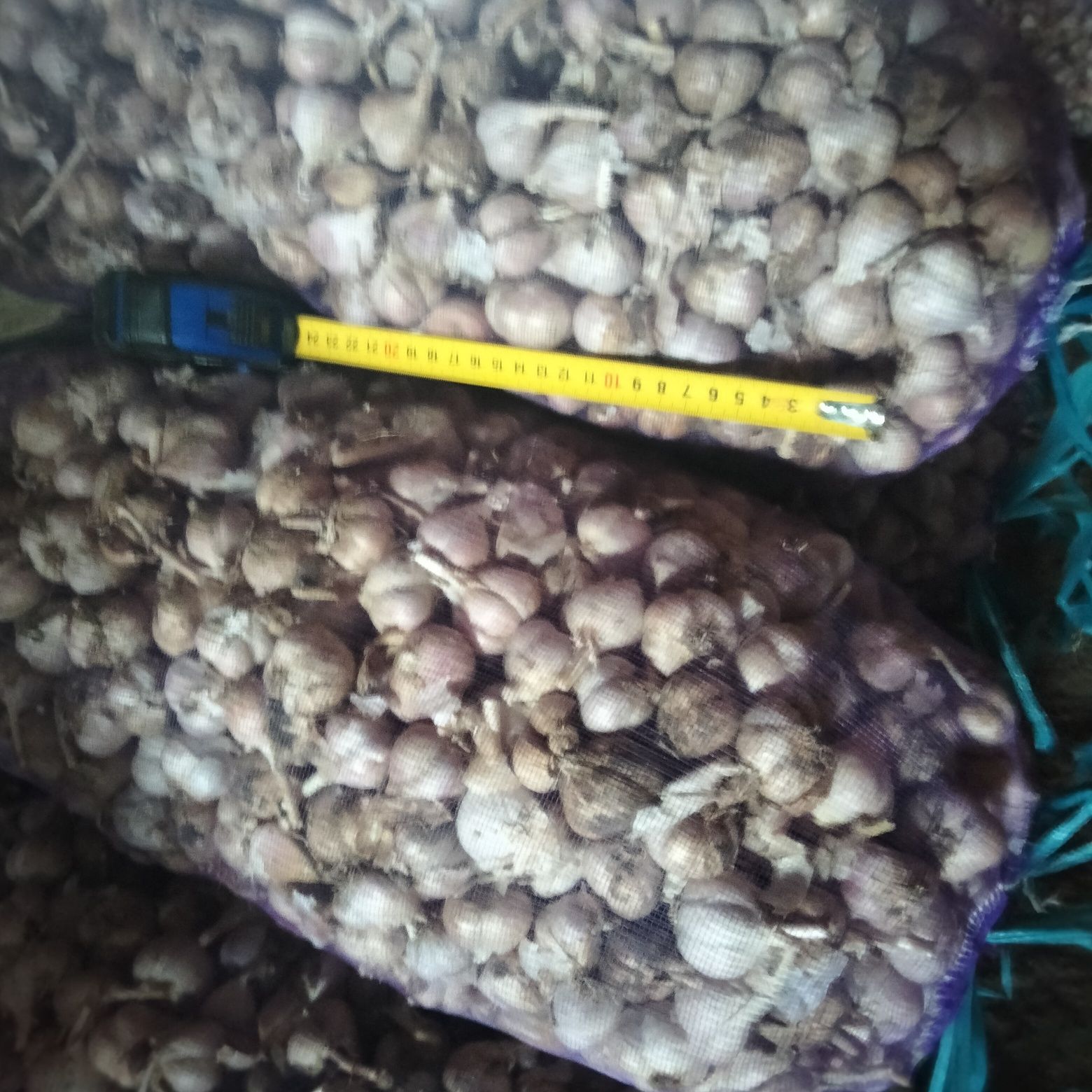 Продам посадковий часник,сорт Любаша.