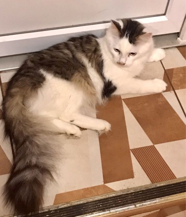 Молоденький котик (10 месяцев) ищет любящую семью