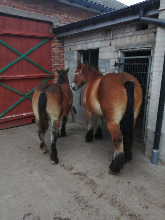 Sprzedam klacz z ogierkiem 6 miesięcy