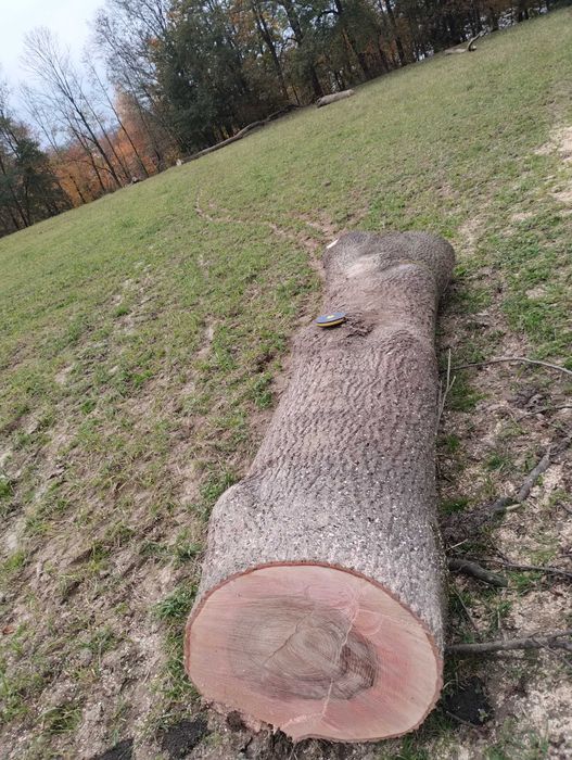 sprzedam drzewo  jesion