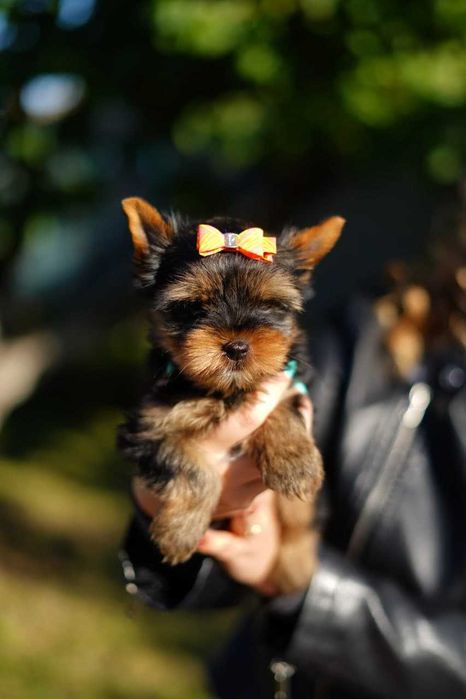 Сонячний йорк, що дарує світло!