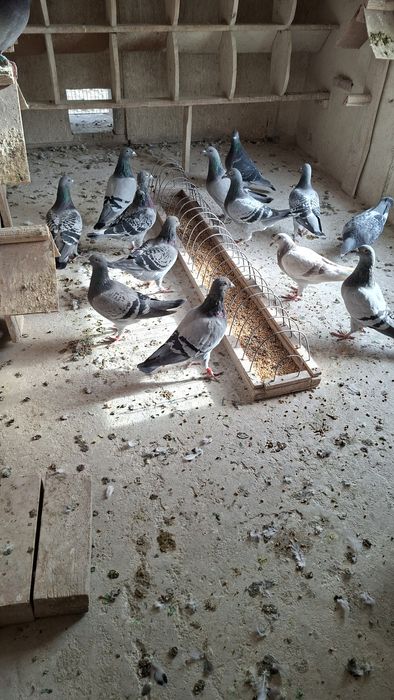 Gołembie pocztowe sprzedam całą hodowlę