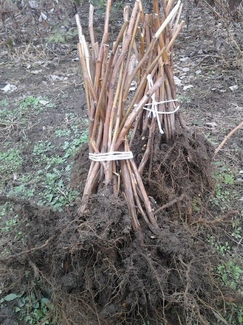 Саджанці малини .Джоан Джей,Харітейдж,Глен Емпл,Галактика,Маравіла