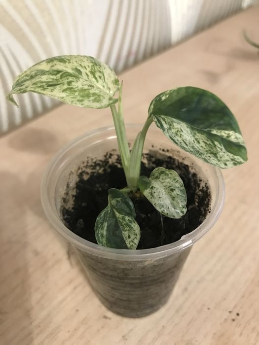 Филодендроны. Сциндапсусы, Эпипремнумы