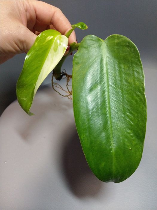 Philodendron Jose Buono