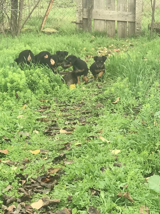 Продам щенков ягдтерьера