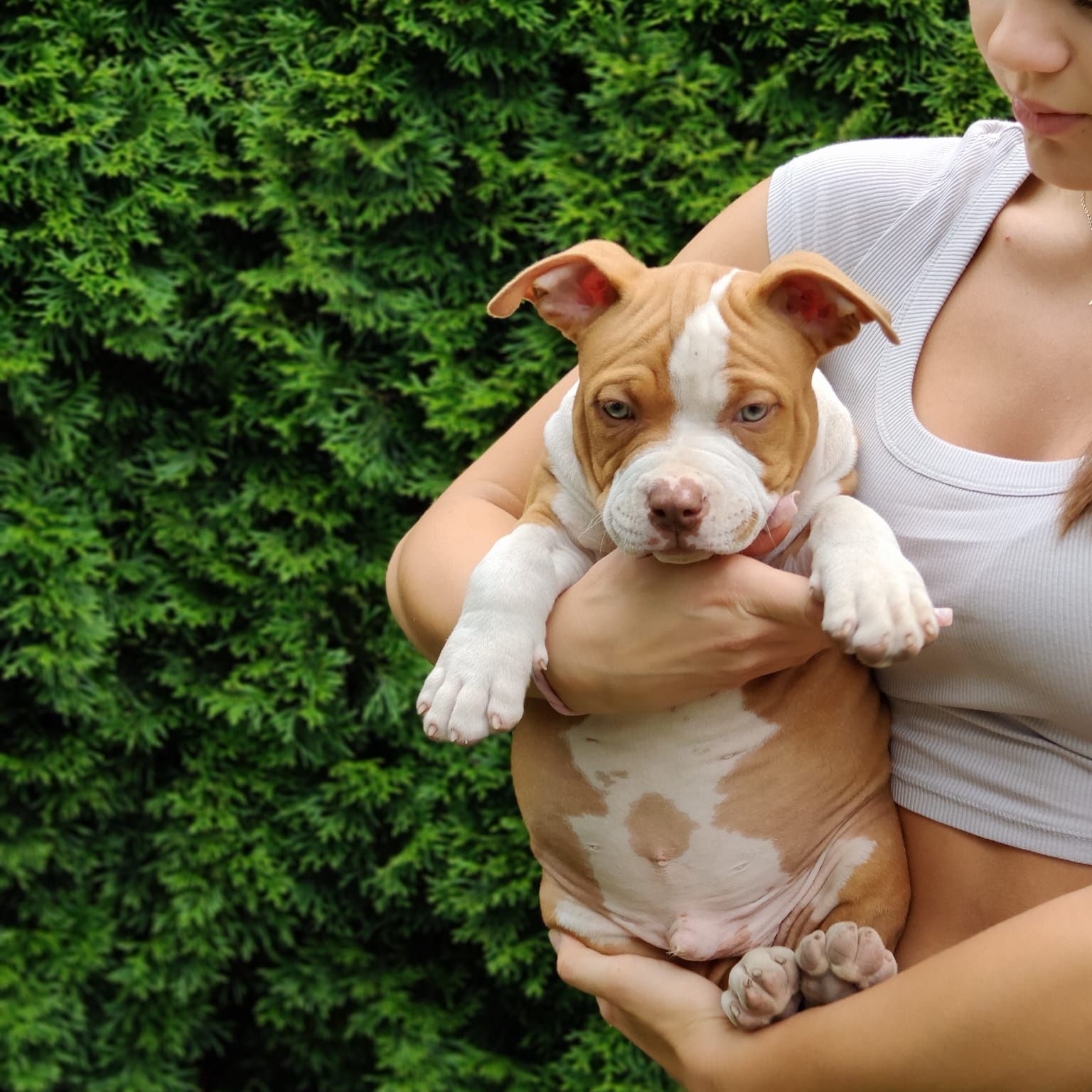 American Bully ABKC Piękny wzorcowy chlopa