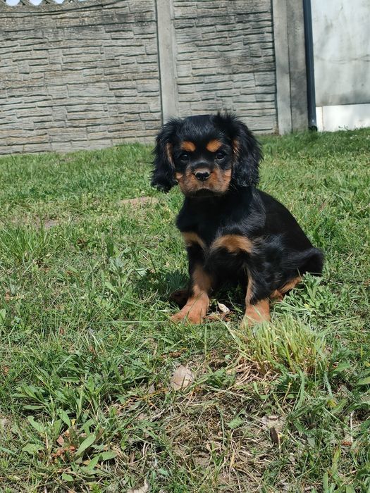 Cavalier King Charles spaniel suczka