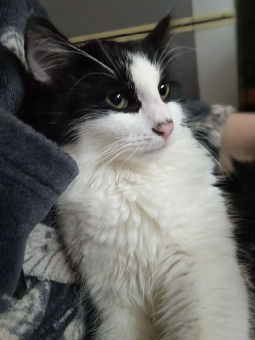 Котики в добрые руки