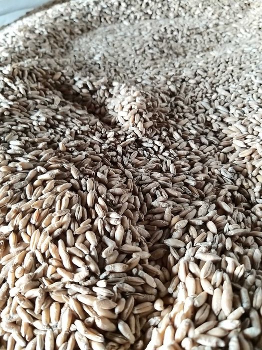 Pszenżyto ozime borowik  k/Siedlce 08-110