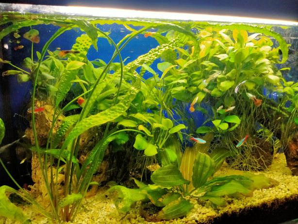 Анубиас растение в аквариум