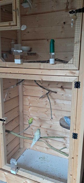 Woliera papugi faliste