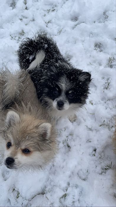 Szpic miniaturowy pomeranian chłopiec