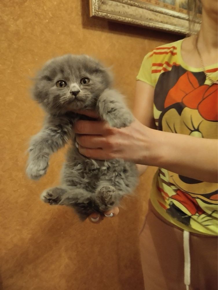 Продам кошенят в хороші руки