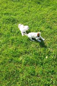 Pieski szczenięta szczeniaki jack russel terrier