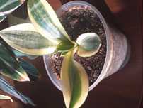 Sansewieria gwinejska 'Golden Hahnii' Sansevieria trifasciata