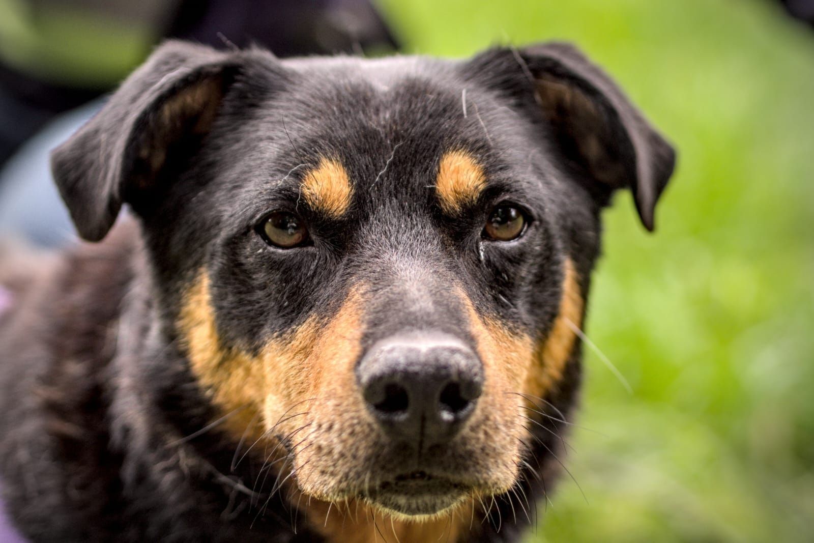 Mini rottweiler Snapi :)
