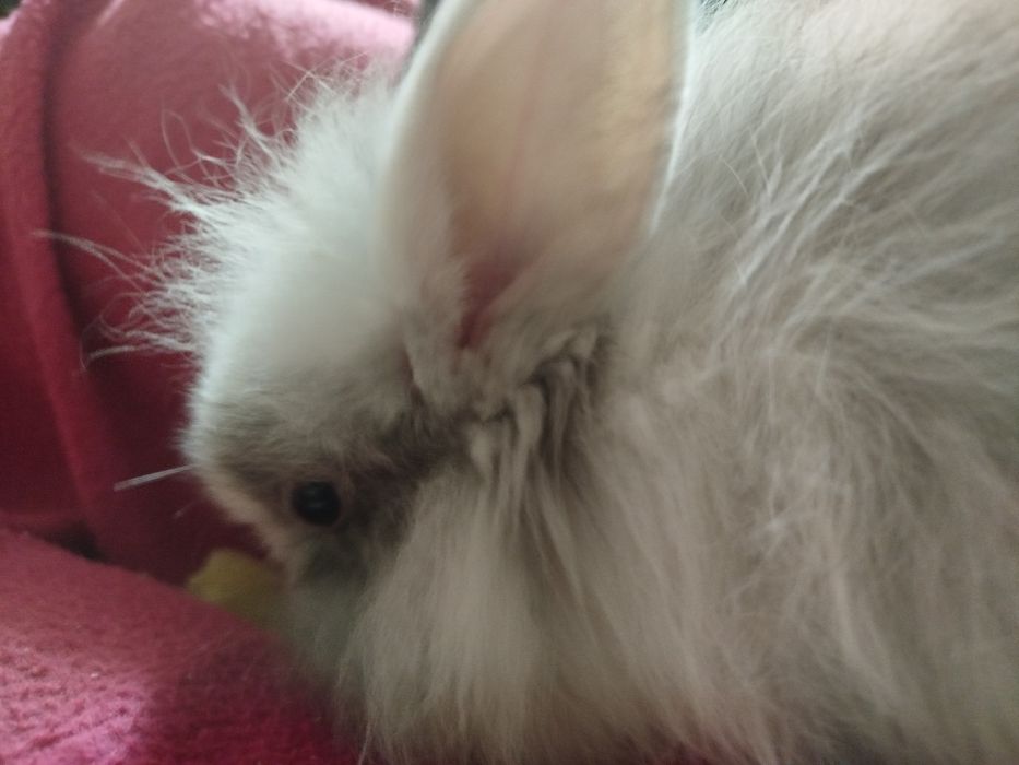 Miniatury króliczków angora i karzełek Tedy