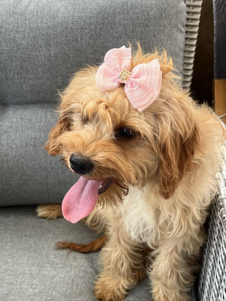 Suczka cavapoo do odbioru