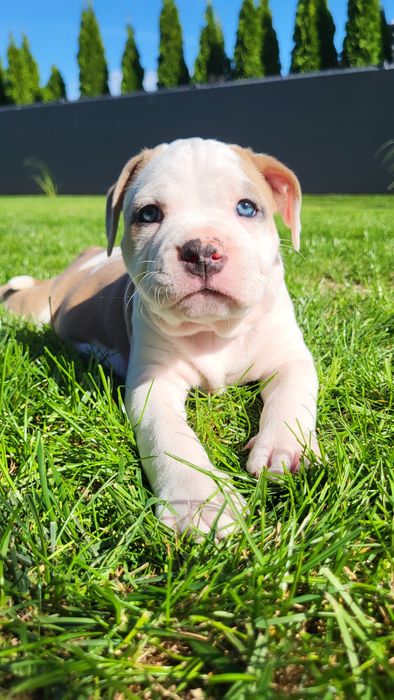 American Staffordshire Terrier płowa suczka FCI
