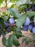Gruszka Klapsa, Śliwka Węgierka Dąbrowicka, Aronia i inne owoce