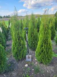 PIĘKNA tuja szmaragd 150-160m thuja golden szmaragd BRABANT żywopłot