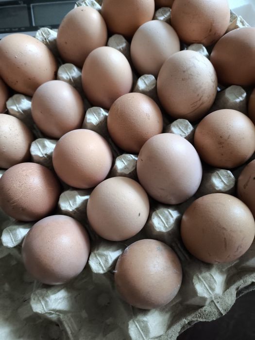 Sprzedam jajka od kur z wolnego wybiegu