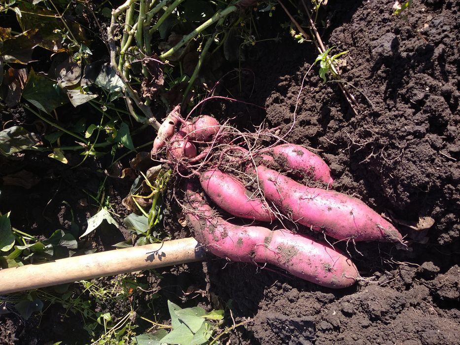 Сажанцы Батата (сладкий картофель)