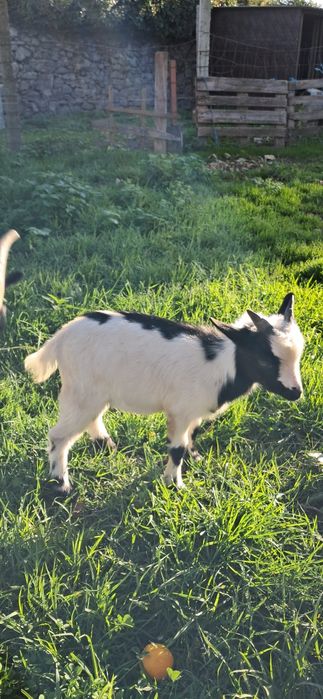 Micro anão ,para estimaçao