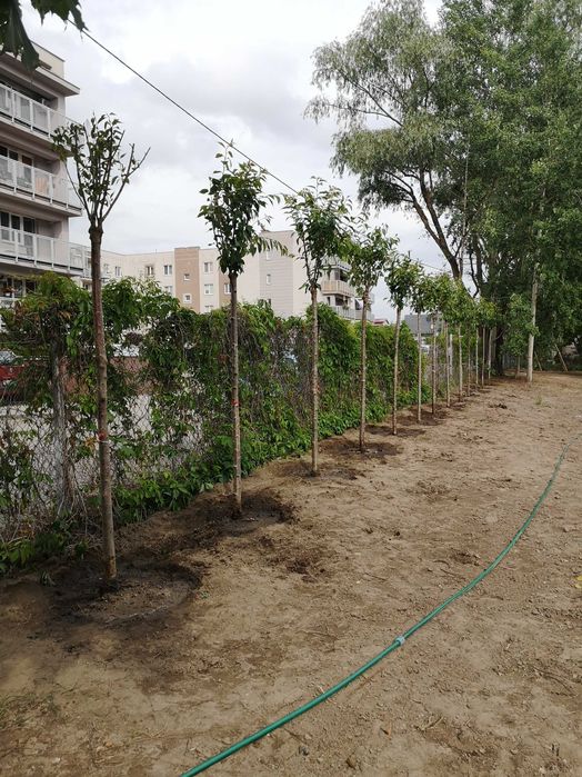 Drzewa, sadzenie drzew, nasadzenia zastępcze, klon, dąb, lipa, wiśnia