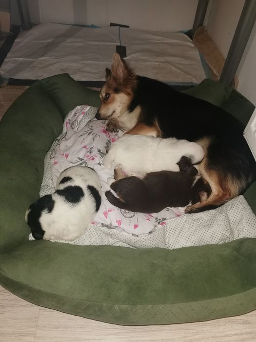 Oddam pieski malutkie kundelki