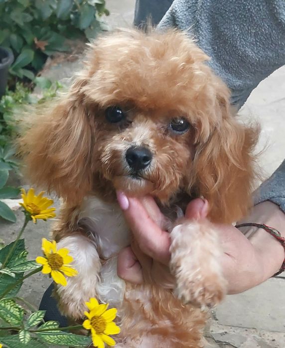 Мальтипу хлопчик тікап