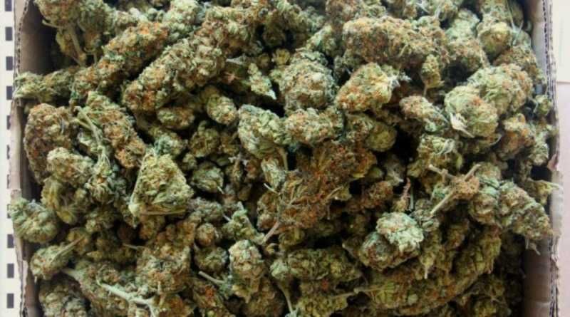 ZKITTLEZ CBG,CBL,CBC  < 22.5%  susz roślinny kopiący 12g + 2g gratis