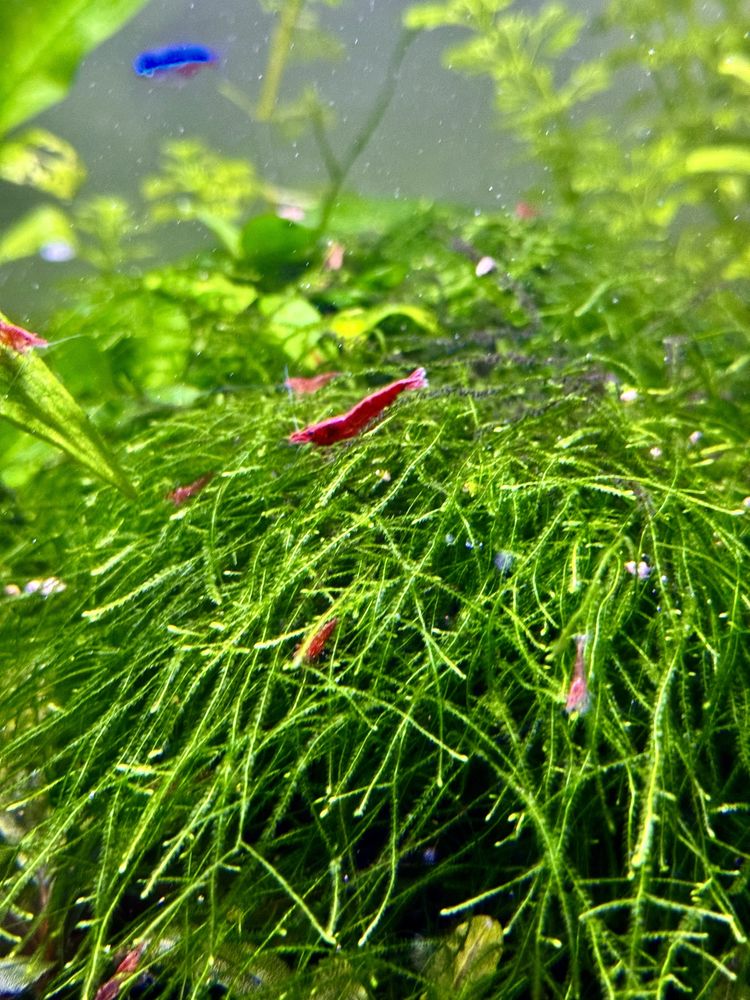 Camarão Red Cherry