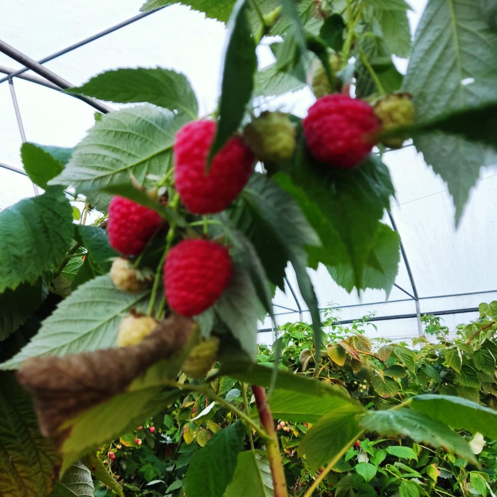 Framboesa fresca fruta