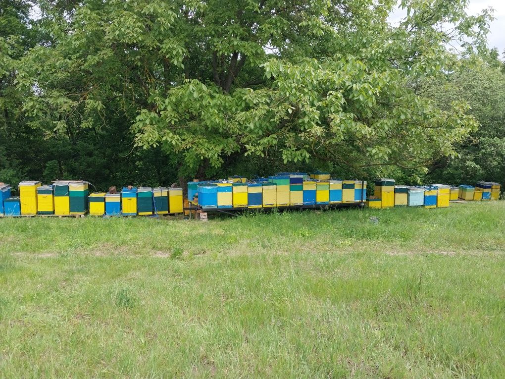 Продаються бджолородини,матки,відводки,платформа
