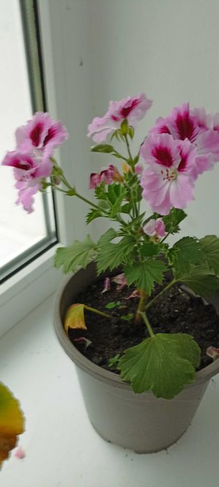 Продам кімнатні квіти