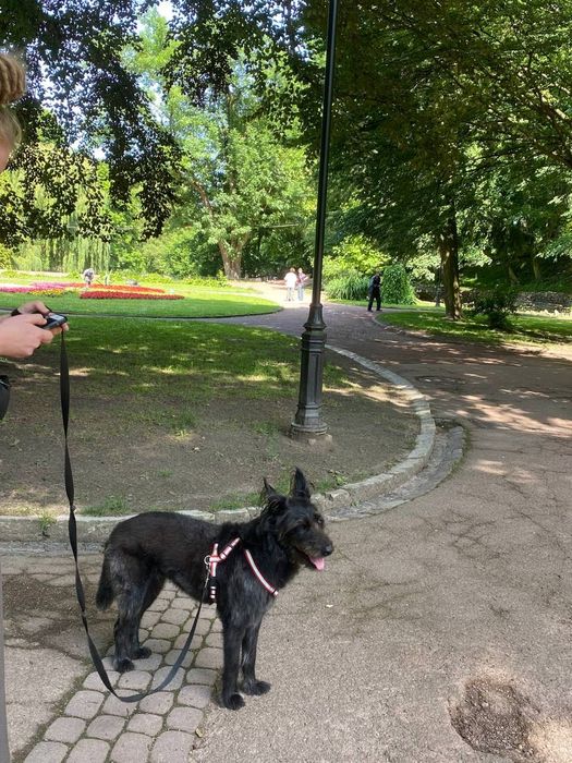 Віддам собаку метис