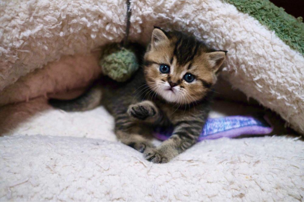 Шотландські кошенята коти котики кошеня кішечка котик