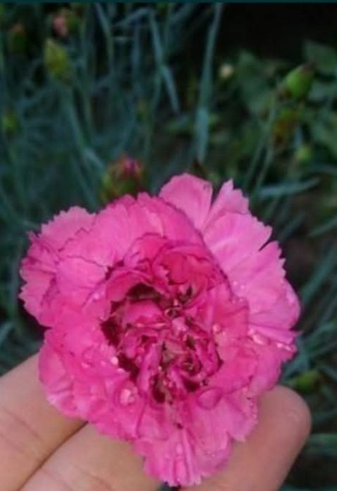 Продам садові гвоздику