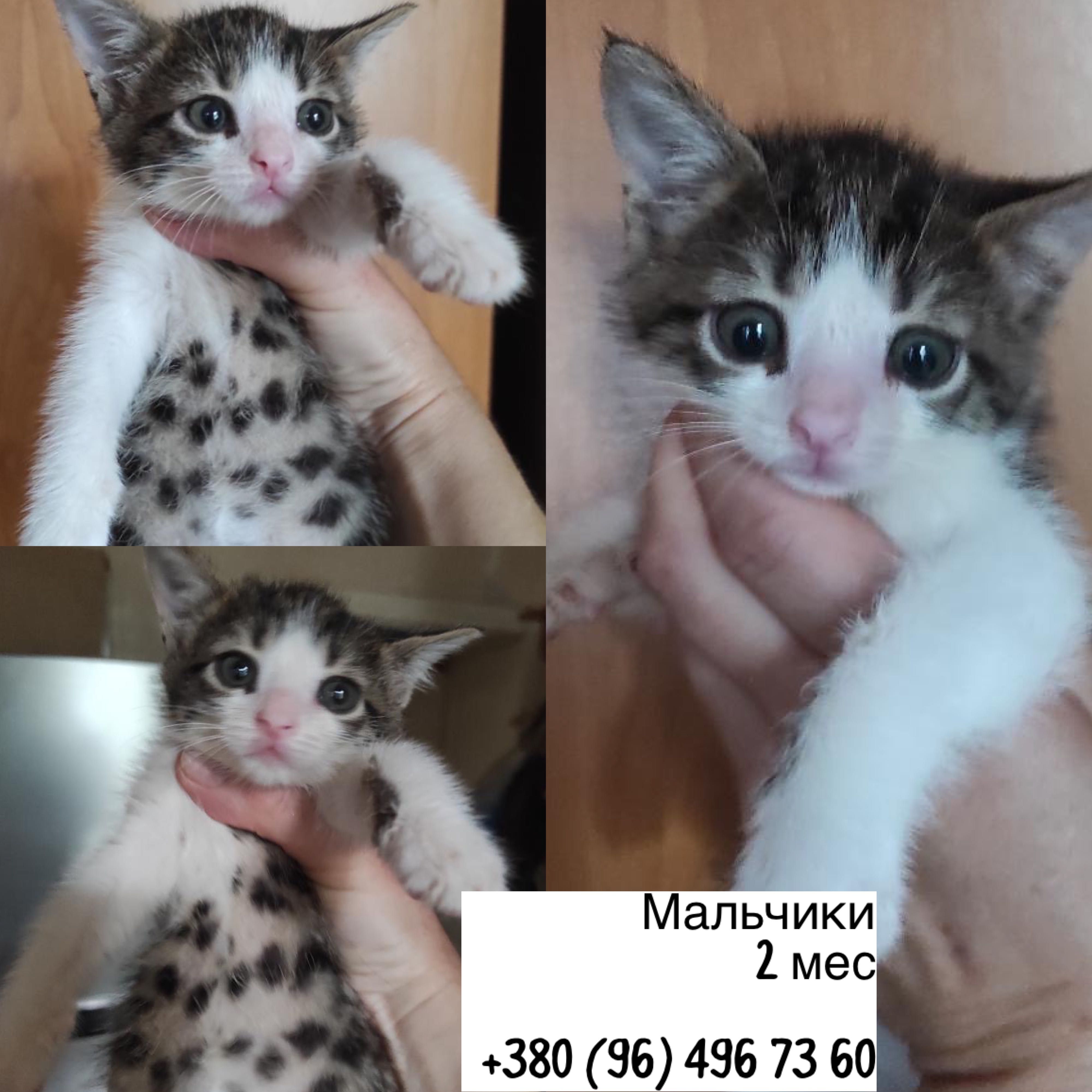 Красивые котята Бесплатно