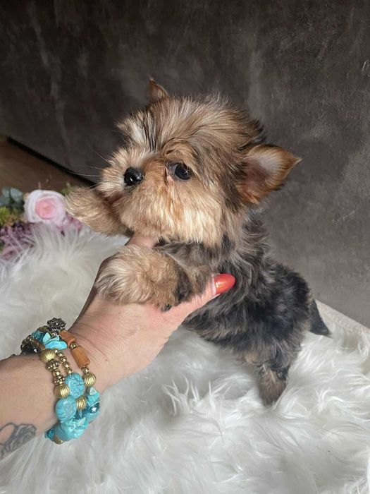 Yorkshire terrier chłopak Szafir biewer