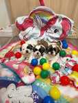 **Shihtzu z Brit Life*PL Rodowód Chip