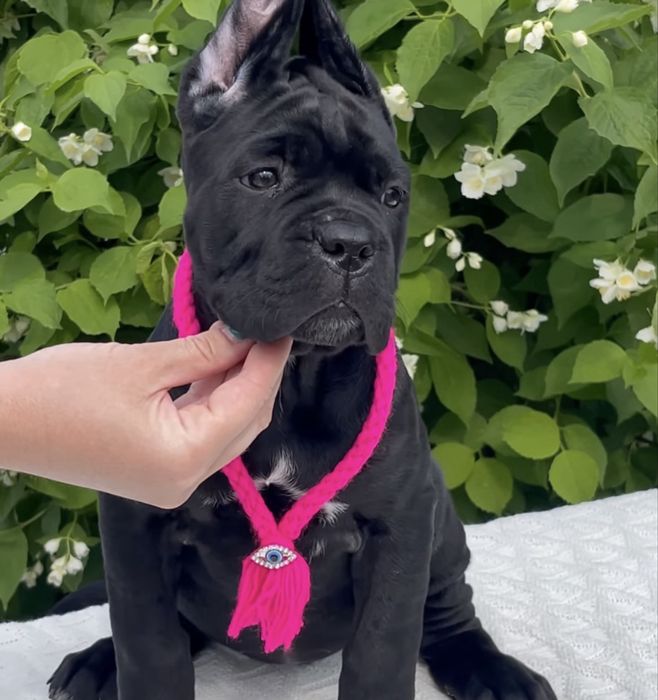 Крутезні щеночки-Cane corso