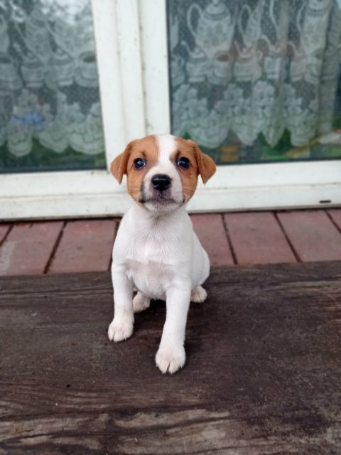 Jack russell terrier