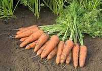 Морква натуральна домашня